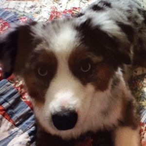 Meet your Posher, Sherry